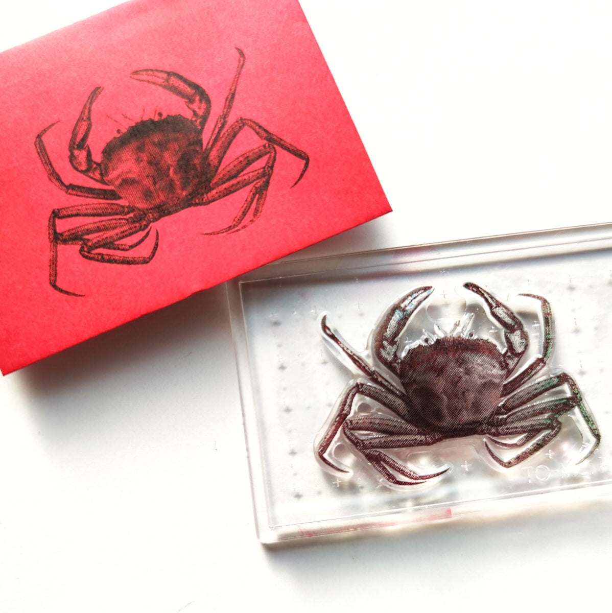 スタンプ TO-MEI HAN | クリアスタンプ Biology Stampオオエンコウガニ【TAG